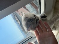 british shorthair kedisi