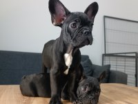 A+ Kalite FRENCH BULLDOG yavrularımız