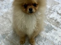 Ayı suratlı 5.5 aylık pomeranian