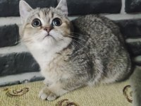 5 aylık dişi golden black ny25 british shorthair