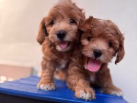 SEVİMLİ MALTİPOO YAVRULARIMIZ