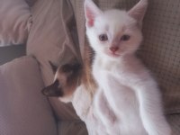 1,5 aylık siyam albino hem nadir hem genetik olarak nadir