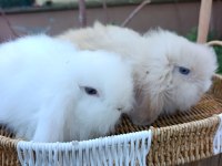 Hollanda teddy lop tavşanı yavrular
