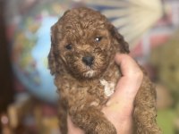 MİNİ BOY RED TOY POODLE KIZIMIZ
