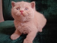 Safkan Fawn British Shorthair Erkek