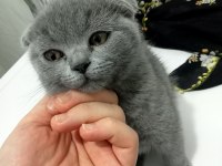 Erkek scottish fold miniğimiz