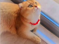 Kısır Erkek Scottish Fold Gold