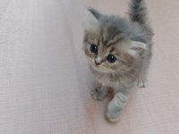 A KALİTE SİLVER POİNT KEDİLER