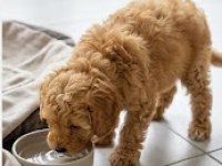 Toy Poodle Yavrumuz