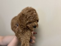 Red brown anne altında toy poodle