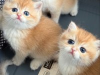 British Shorthair Ny Ay Bebekler