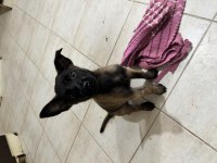 Muazzam renk maske anne baba iş köpeği .