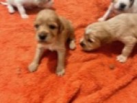 English cocker yavrularımız sahiplendirilecektir