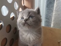 Bayram şekeri tadında gri dişi yavru british shorthair