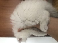 2 Aylık Yavru British Longhair Cins Kediler