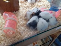 Yavru hamsterlar
