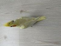 Sarı Lutino Sultan Papağanı Yavrusu