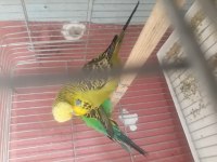 5 takım şov 7 takım jumbo muhabbet kuşu
