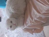 SCOTTİSH FOLD SHORTHAİR BEYAZ ERKEK 1 YAŞINDA