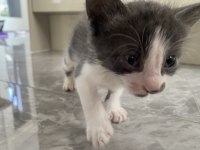 1,5 AYLIK YAVRU KEDİMİZ ACİL YUVA