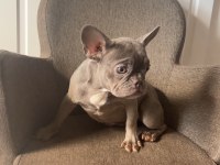 Ev bakımı french bulldog yavrularım