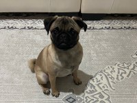 2 yaşında dişi pug