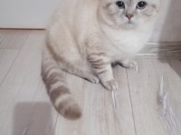 Scottish fold 2 aylık yavru
