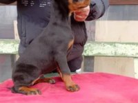 King boy doberman yavrular