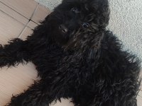 Gecenin Dodosu poodle