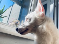 Erkek köpeğimiz olumuz bolt için yuva arıyoruz