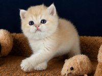 British shorthair ve longhair golden yavrular