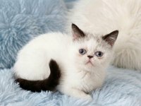 Mini maviş exotic shorthair