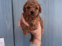 CORE TOY POODLE BEBEKLERİM YENİ SAHİBİNİ BEKLİYOR