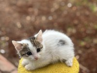 2 AYLIK DİŞİ YAVRU KEDİMİZ