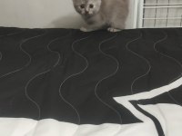 British shorthair 1,5 aylık