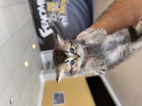 Kedi Dünyasından Orjinal British Yavrular