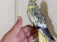 51 GÜNLÜK HARİKA SULTAN PAPAĞANI BEBEK