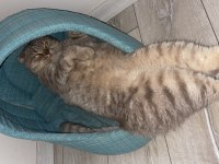 Scottish fold 3 yaşında