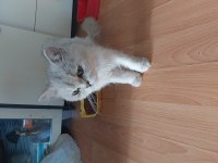 Yetişkin erkek chinchilla