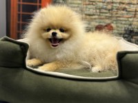 Teacup Pomeranian Boo Erkek Yavrumuz @petclubadanaa