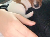 DÜNYALAR GÜZELİ JACK RUSSELL YAVRUMUZA YUVA ARIYORUM