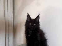 Saf kan şecereli siyah aslan maine coon yavruları