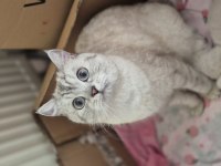 Güzel british shorthair kızımız yuva arıyor