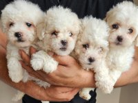 Maltipoo bebişler