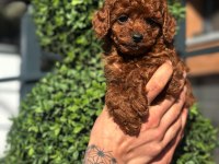 Orjinal kore kan poodle yavrularımız