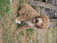 Goldendoodle yavrularımız