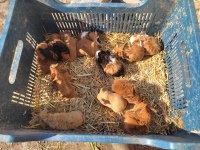 Ginepigler sütten yeni kesildiler