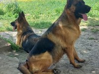 Az insan bol huzur çok köpek isteyenlere alman kurdu