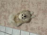 Dişi pomeranian 1 Yaşını doldurdu