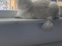 Maviş kızım 9 Aylık british longhair